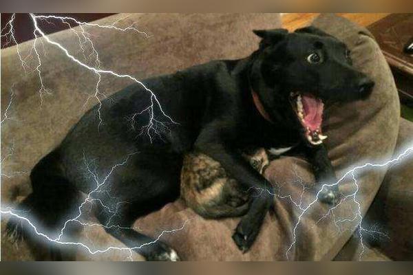 狗狗怕打雷的表现,狗狗害怕打雷一直喘气,为什么狗怕打雷猫不怕？