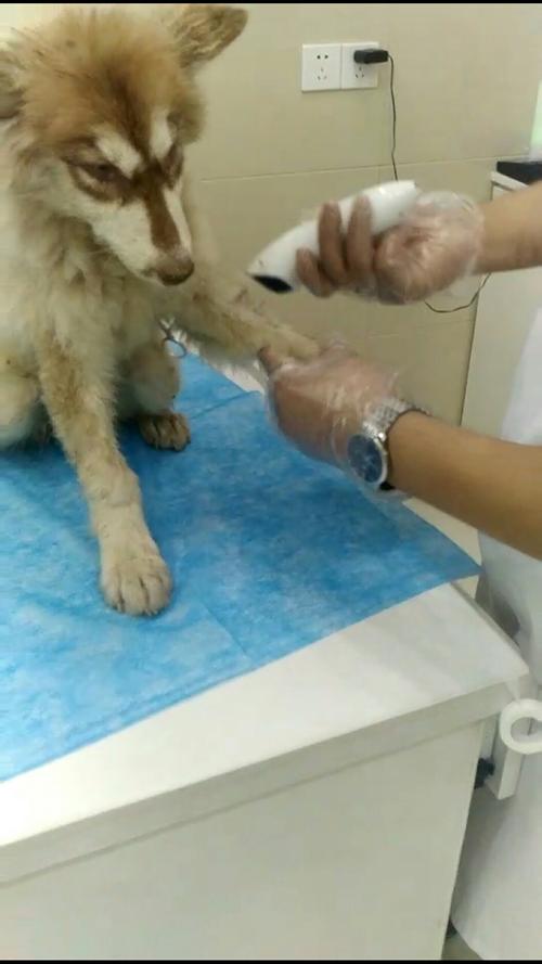 狗狗输液血管位置图,狗狗输液血管位置图片,狗狗的那个部位，输液，我想自己给它输液？