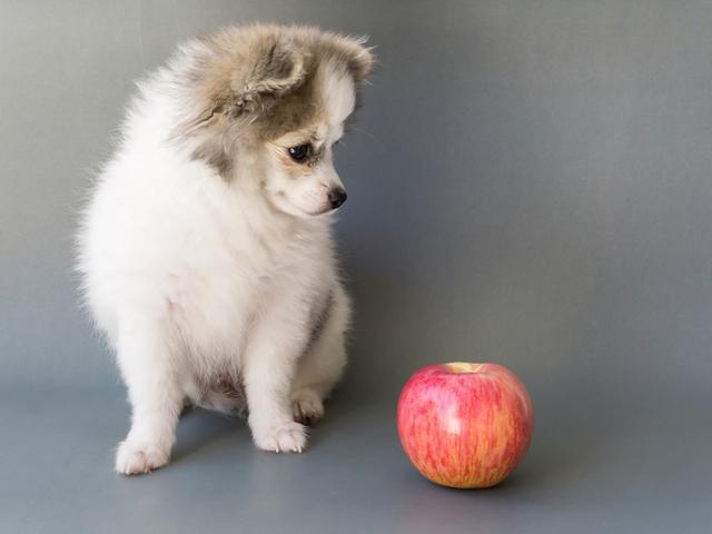 狗狗可以吃苹果么,狗狗十大禁忌水果,我家狗狗很喜欢吃苹果，我想问，给它喂苹果要不要紧？
