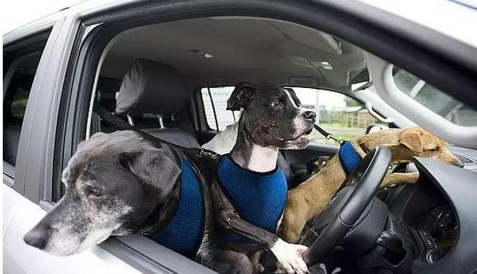 狗狗可以坐客车吗,狗狗可以坐客车吗现在,宠物能带上长途汽车吗？