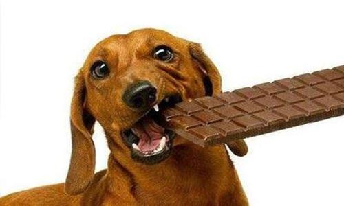 狗狗为啥不能吃巧克力,狗狗为啥不能吃巧克力葡萄,狗可以吃巧克力吗？
