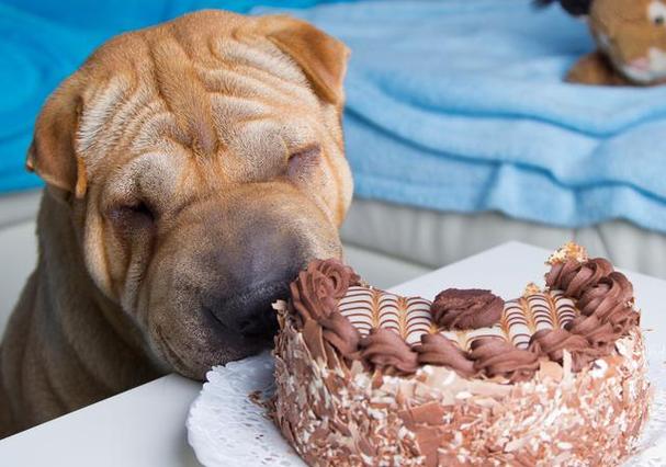 狗狗能吃巧克力蛋糕吗,狗狗十大禁忌食物,狗吃了一块巧克力蛋糕,有事吗？