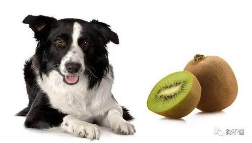 狗狗能吃猕猴桃,狗狗能吃猕猴桃不,柯基可以吃猕猴桃吗？