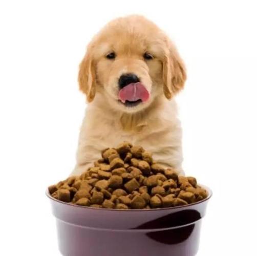 狗狗多大能吃狗粮,狗狗多大能吃狗粮以外的东西,没满月的小狗能吃狗粮吗？
