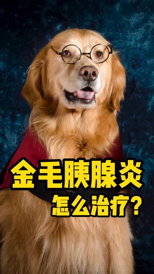 狗狗胰腺炎表现,狗狗胰腺炎表现症状,金毛得了胰腺炎是什么症状？