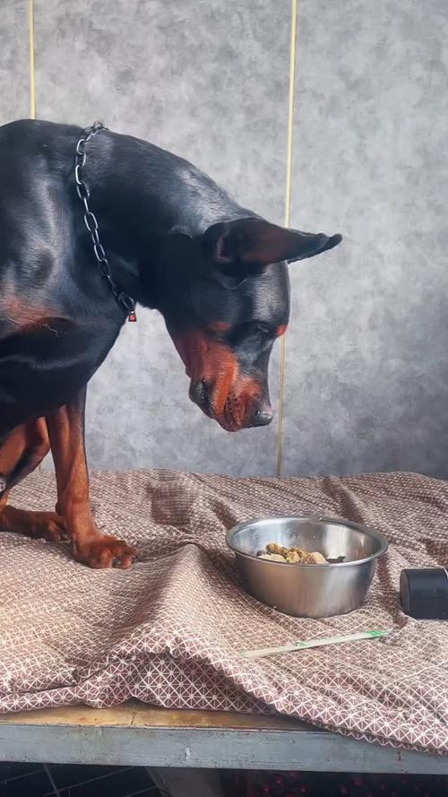 狗狗可以吃黄油吗,狗狗可以吃黄油吗?,杜宾可以吃带油的食物吗？