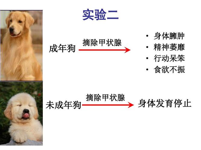 狗狗甲状腺功能减退,狗狗甲状腺功能减退症状,为什么狗身上有白色灰？