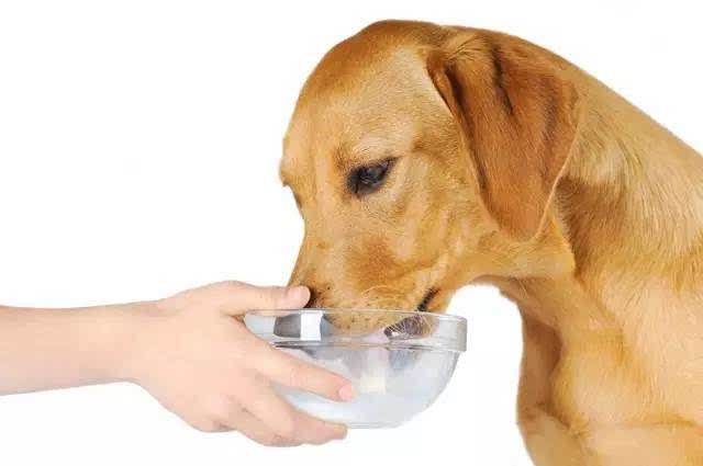 狗狗拉稀能吃东西吗,狗狗拉稀能吃东西吗怎么喂,狗拉肚子能不能吃白粥？