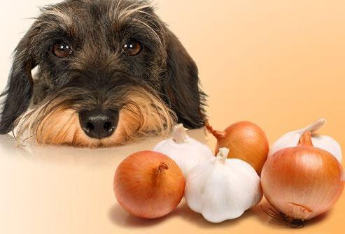狗狗吃洋葱中毒症状,狗吃洋葱最快的解毒方法,狗最怕三种蔬菜？