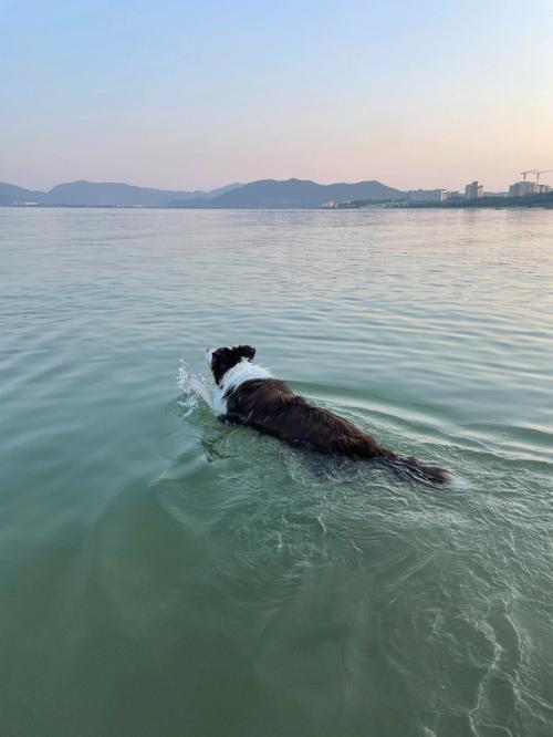 狗狗天生就会游泳吗,狗狗天生就会游泳吗视频,边牧天生会游泳吗？