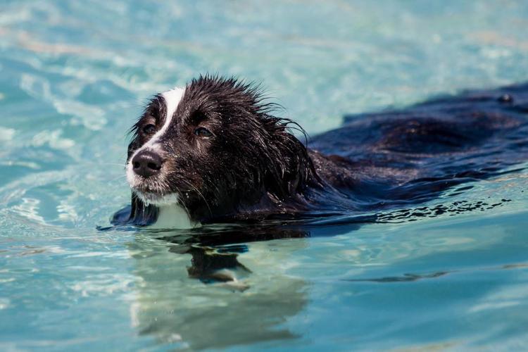 狗狗可以在海里游泳吗,狗狗可以在海里游泳吗为什么,阿拉斯加犬会游泳吗？