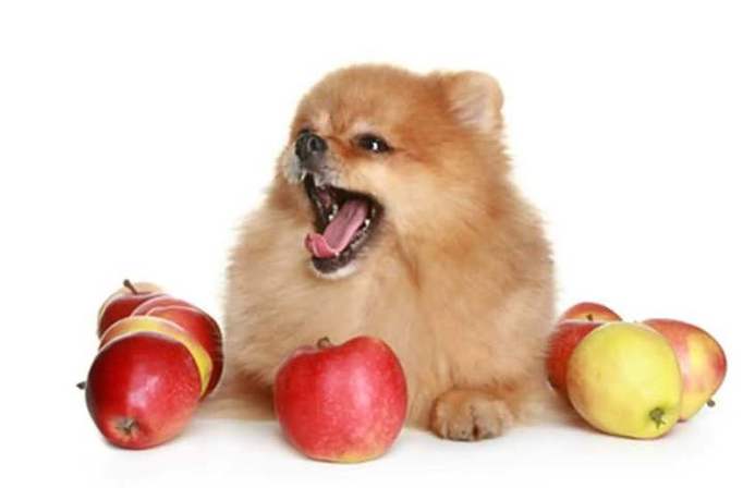狗狗可以每天吃苹果吗,狗狗可以每天吃苹果吗为什么,泰迪可以每天吃水果吗？
