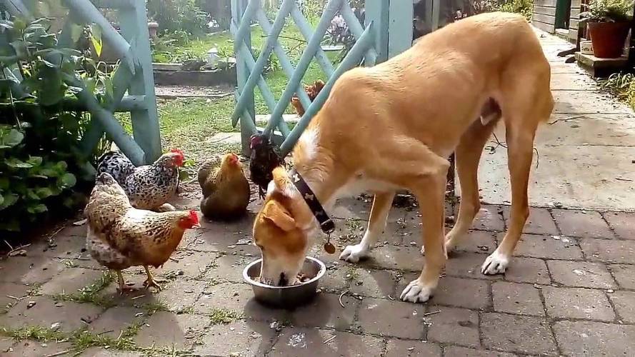 狗狗可以吃鸡屁股吗,狗可以吃鸡的睾丸吗,狗狗可不可以吃鸡食料？