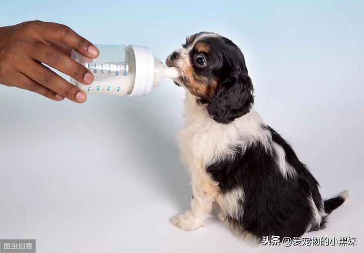 狗狗可以喝鲜牛奶吗,狗狗可以喝鲜牛奶么,成犬可以喝牛奶吗？