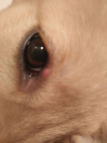 狗狗眼角长肉疙瘩图片,狗狗眼角长肉疙瘩图片高清,狗狗眼角里面的肉鼓出来了是怎么回事？