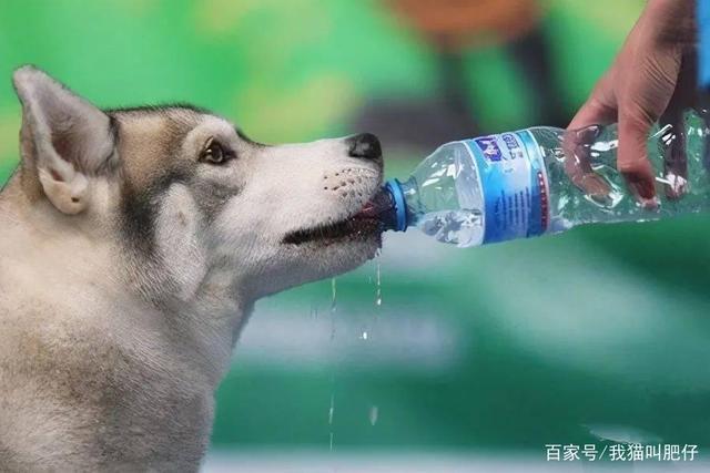 狗狗能不能喝冰水,狗狗能不能喝冰水,给小狗用凉水洗澡会怎样？