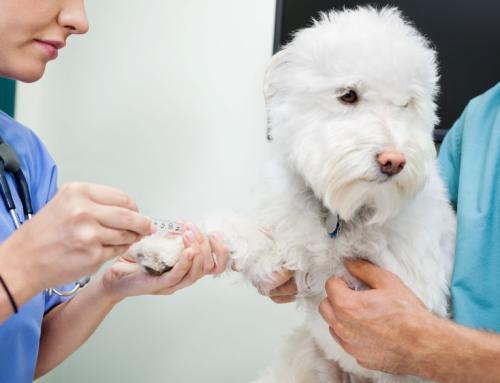 狗狗接种疫苗后的反应,狗狗接种疫苗后的反应有哪些,狗狗打完疫苗一直叫是怎么回事？