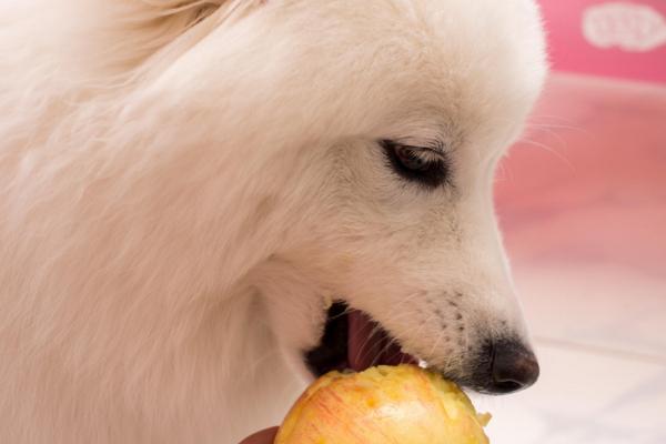 狗狗可以吃苹果核吗,狗狗能吃苹果核吗狗狗吃苹果核会中毒吗?,狗狗可以吃苹果核吗