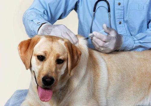 狗狗打疫苗可以推迟吗,狗狗打疫苗可以推迟吗多久,狗狗抱回家多久可以打针？