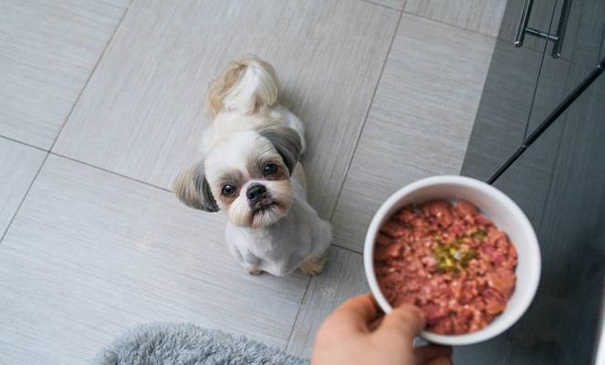 狗狗能不能吃米饭,狗狗能不能吃米饭拌狗粮,狗能吃普通大米吗？