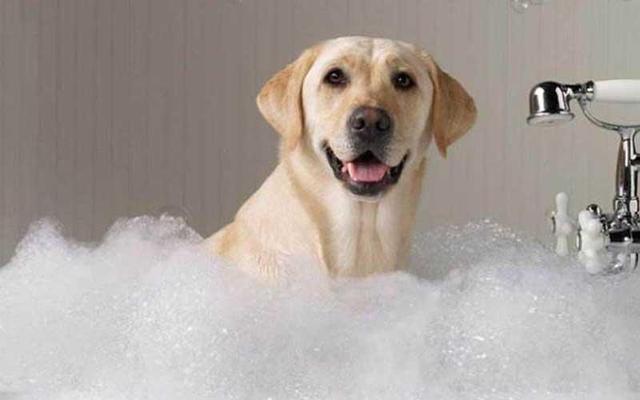 狗狗可以经常洗澡吗,狗狗一周洗一次澡频繁吗,狗子多久洗一次澡？