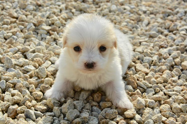 白色的小狗狗品种,白色的小狗狗品种和图片,纯白色的狗有什么品种？
