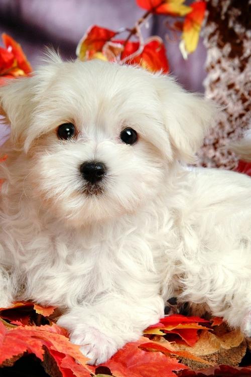 白色的小狗狗品种,白色的小狗狗品种和图片,乳白色的狗叫什么？