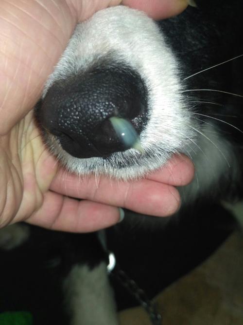 狗狗流清水鼻涕正常吗,两个月狗狗流清水鼻涕正常吗,狗狗流清水样鼻涕，要紧吗？