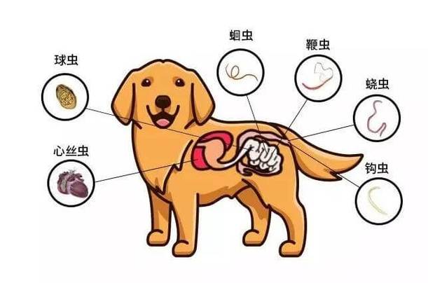 狗狗身上寄生虫图片,狗狗身上寄生虫图片大全,100 狗体内有寄生虫除了用药，还有什么其他方法？