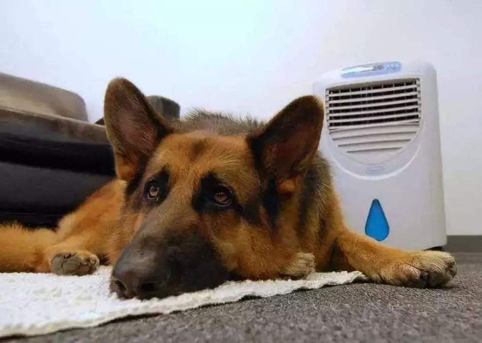 夏天要给狗狗开空调吗,夏天要给狗狗开空调吗为什么,泰迪夏天要给它吹空调吗？