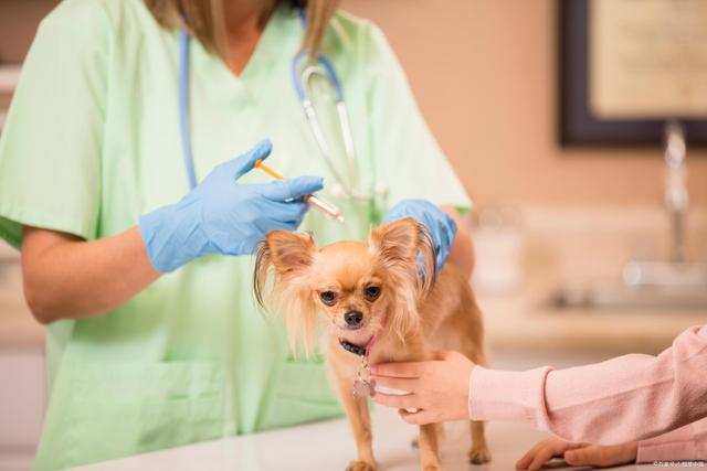 狗狗打疫苗打哪个部位,狗狗打疫苗打哪个部位图片,给狗狗打疫苗的程序？