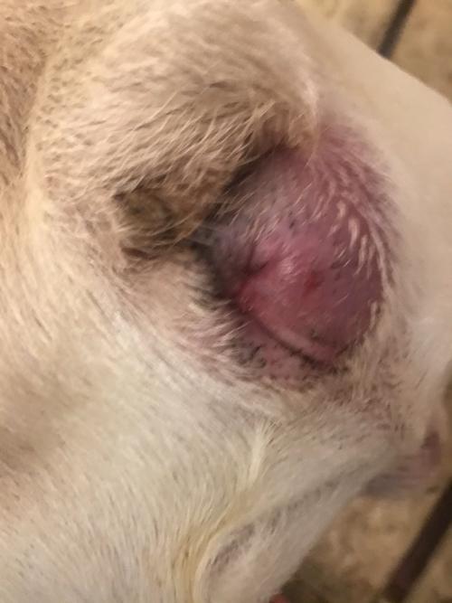 狗狗小桃子发炎症状,狗狗小桃子发炎症状图片,狗狗得了非常严重的肛门腺炎？