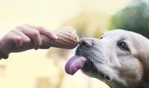 狗狗能不能吃冰淇淋,狗狗能不能吃冰淇淋甜筒,狗狗能吃鸭肉鹅肉么？