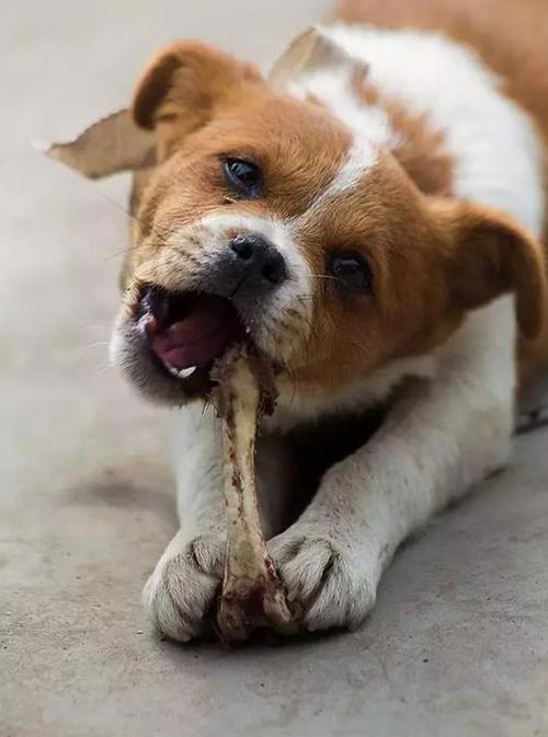狗狗可以吃生骨头吗,狗狗可以吃生骨头吗有营养吗,三个月的狗能吃生骨么？