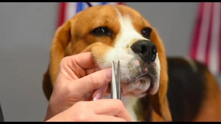 狗狗的胡须可以剪吗,把狗狗胡子剪了会怎样,狗狗脸上的胡须可以剪掉吗？