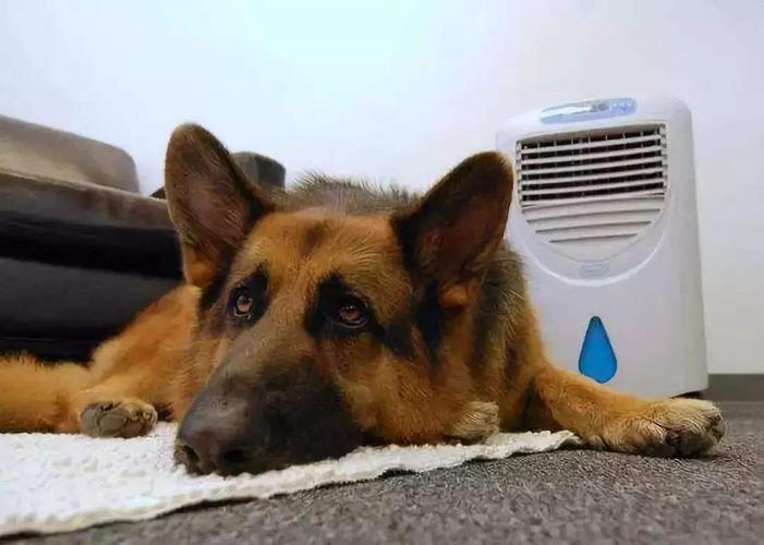 狗狗发烧能吹空调吗,狗狗发烧能吹空调吗夏天,狗狗发烧怎么在家处理？