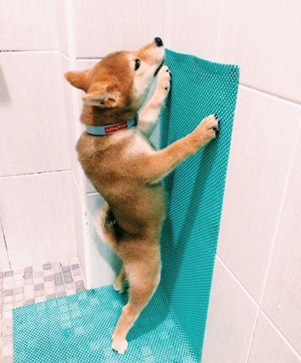 训练狗狗上厕所 视频,训练狗狗如厕,柴犬怎么训练上厕所？