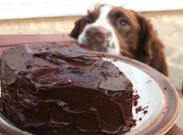 巧克力对狗狗是致命的,巧克力对狗狗是致命的危害吗,狗狗不小心吃了巧克力酱？