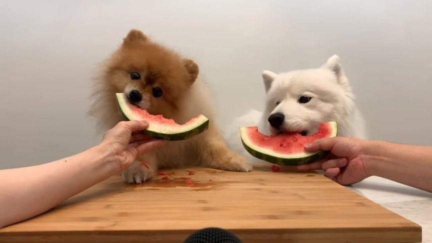 狗狗可以吃冰西瓜吗,狗狗可以吃冰西瓜吗?,狗狗可以吃西瓜吗？