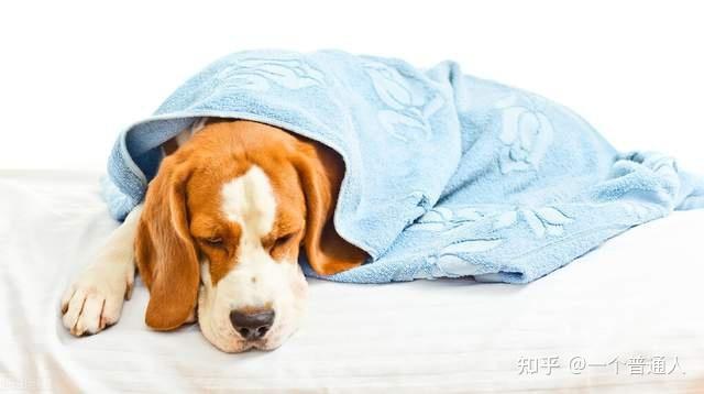 狗狗体温低还有救吗,狗狗体温过低,狗狗体温低没精神什么原因？