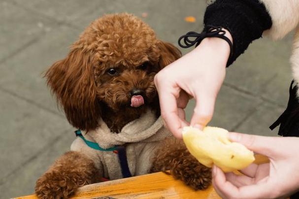 狗狗吃樱桃会中毒吗,狗狗不能吃的十大水果,泰迪狗狗可以吃樱桃吗？