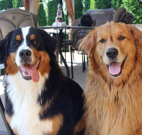 与金毛相似的狗狗,与金毛相似的狗狗名叫什么,和伯恩山犬相似的犬种？