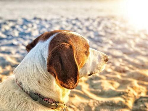狗狗太阳晒久了会怎样,狗狗太阳晒久了会怎样呢,50天的狗晒太阳好不好？
