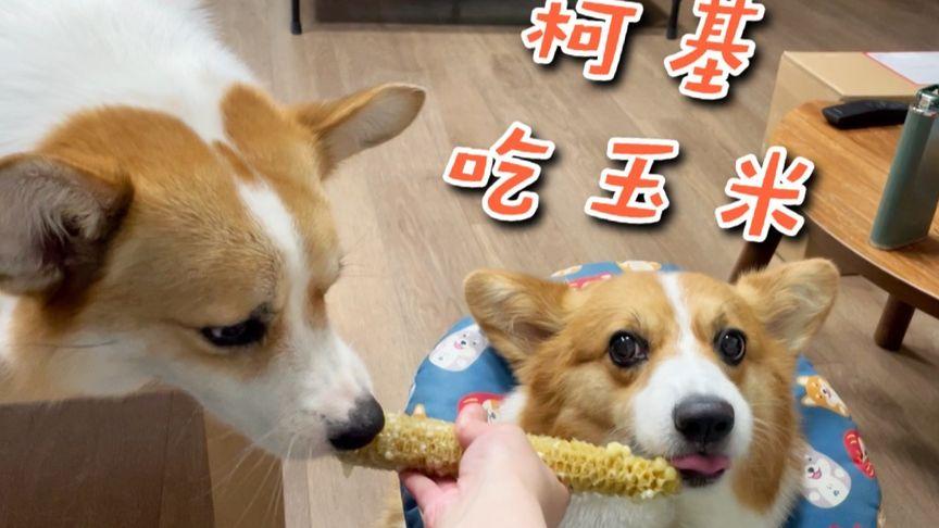 狗狗可以吃生玉米吗,狗狗可以吃生玉米吗?,柯基能吃生玉米吗？