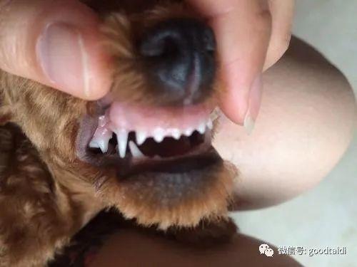 泰迪狗狗换牙顺序图,泰迪狗狗换牙顺序图解,泰迪什么时候换牙泰迪什么时候换牙？