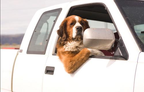 狗狗长途坐车注意事项,狗狗长途坐车注意事项有哪些,狗狗做长途汽车怎么办会拉会尿吗？