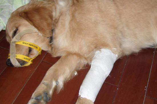 狗狗扭伤和骨折的症状,狗狗扭伤和骨折的症状区别,怎么判断狗狗的腿是骨折还是拉伤了？