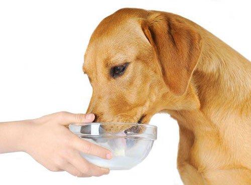 狗狗可以喝脱脂牛奶吗,狗狗可以喝脱脂牛奶吗,狗狗能喝能学生奶吗？