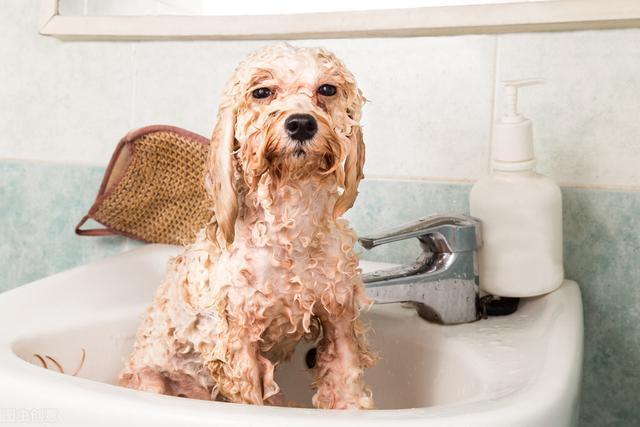 狗狗身上痒用盐水擦,狗狗老是抓痒还用嘴咬,用盐水给泰迪洗澡可以吗？