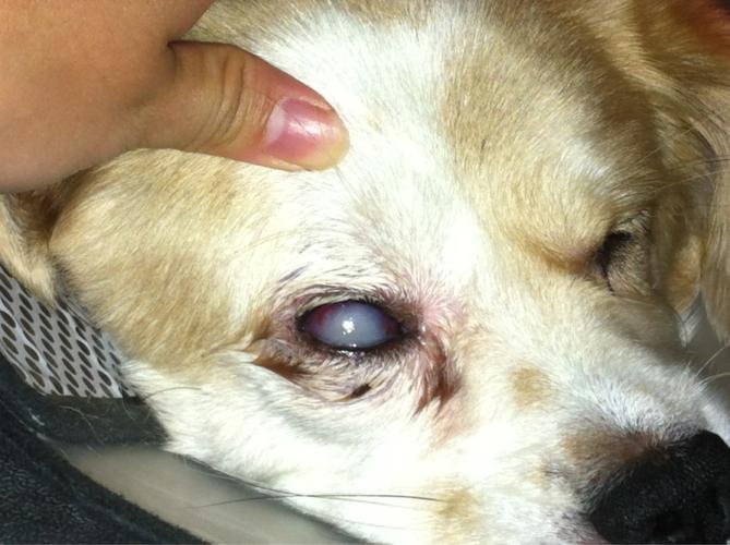 狗狗蓝眼病症状图片,狗狗蓝眼病症状图片大全,狗狗的眼睛变了颜色怎么办？